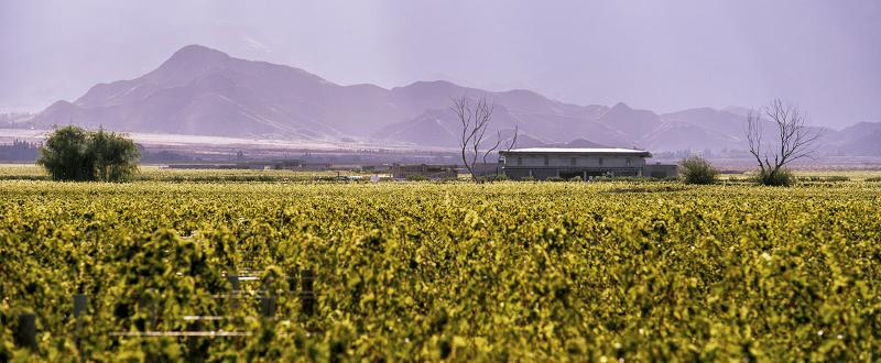The Vines Resort & Spa Los Sauces  Esterno foto
